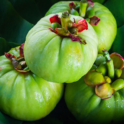 Kudampuli(Garcinia gummi-gutta (L.) Robs.)